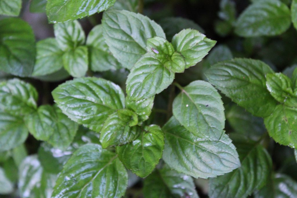 Buy Basil/Tulsi Live Plant BloomyBliss flower shop