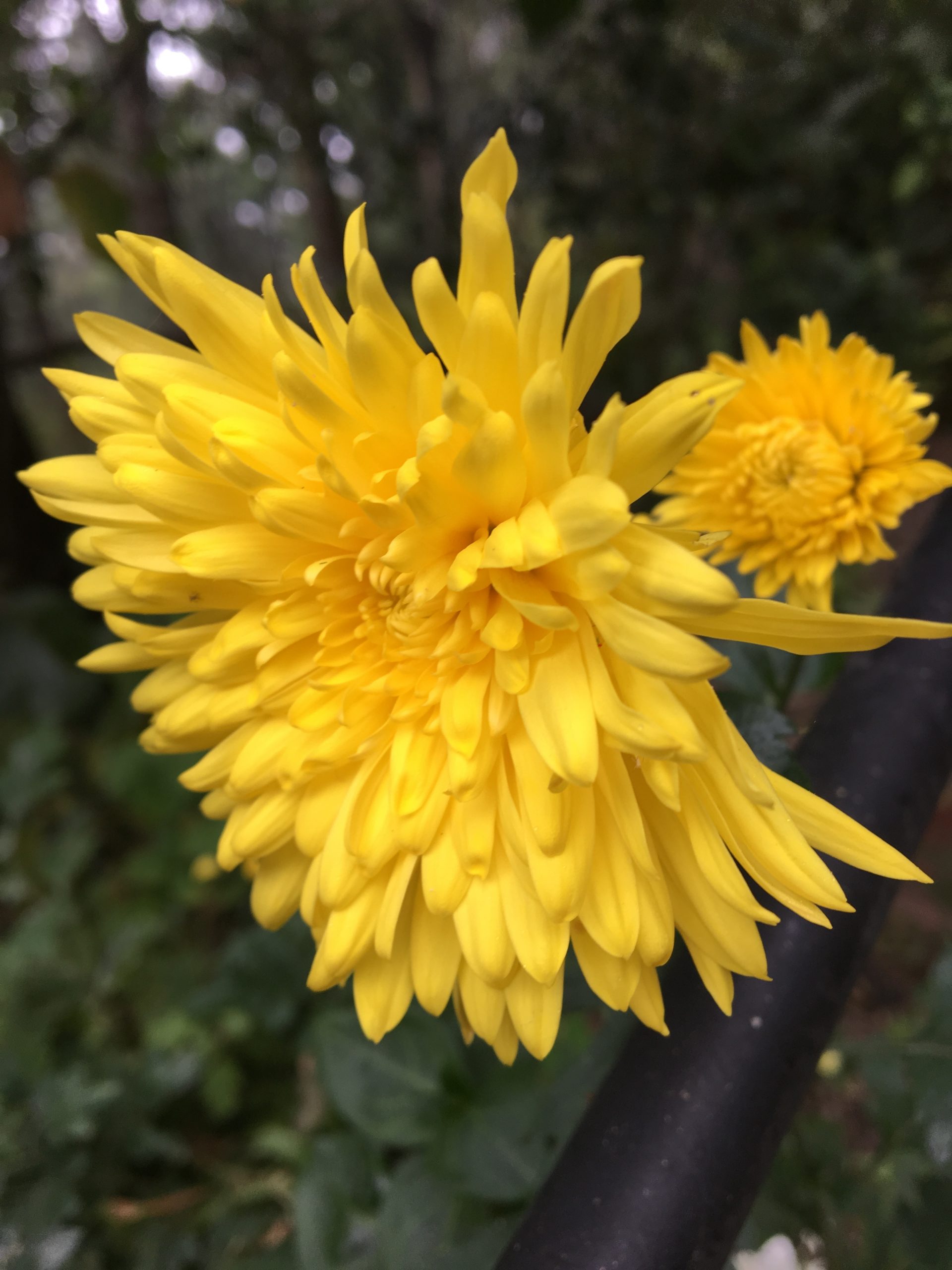 Buy Chrysanthemum Yellow Live Plant | BloomyBliss flower shop