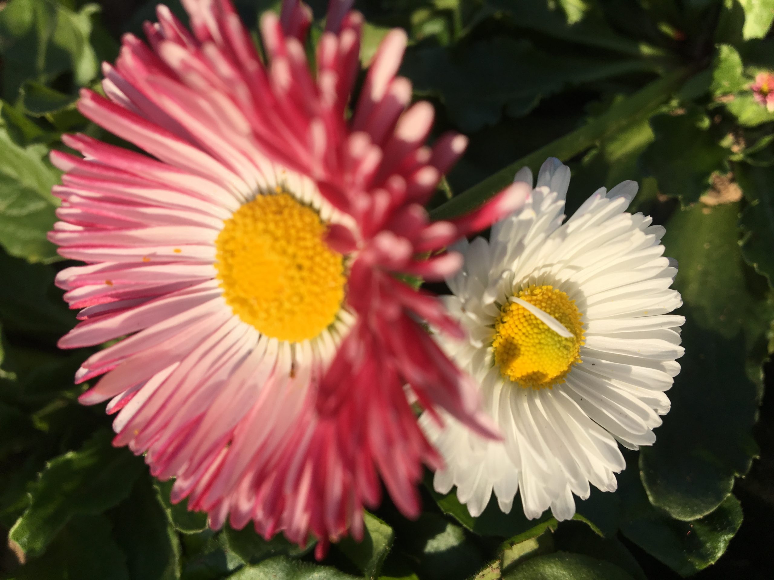 Bellis Daisy