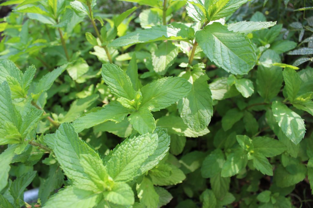 Buy Mint/Pudina Live Plant BloomyBliss flower shop