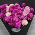 magenta-pink-dried-flowers-bouquet