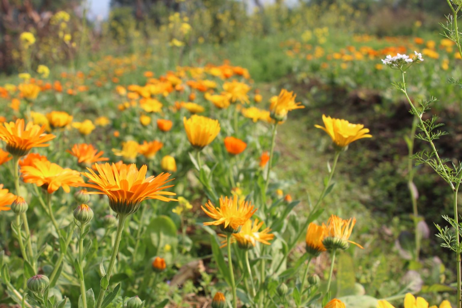 Buy Calendula Tall seeds BloomyBliss flower shop.