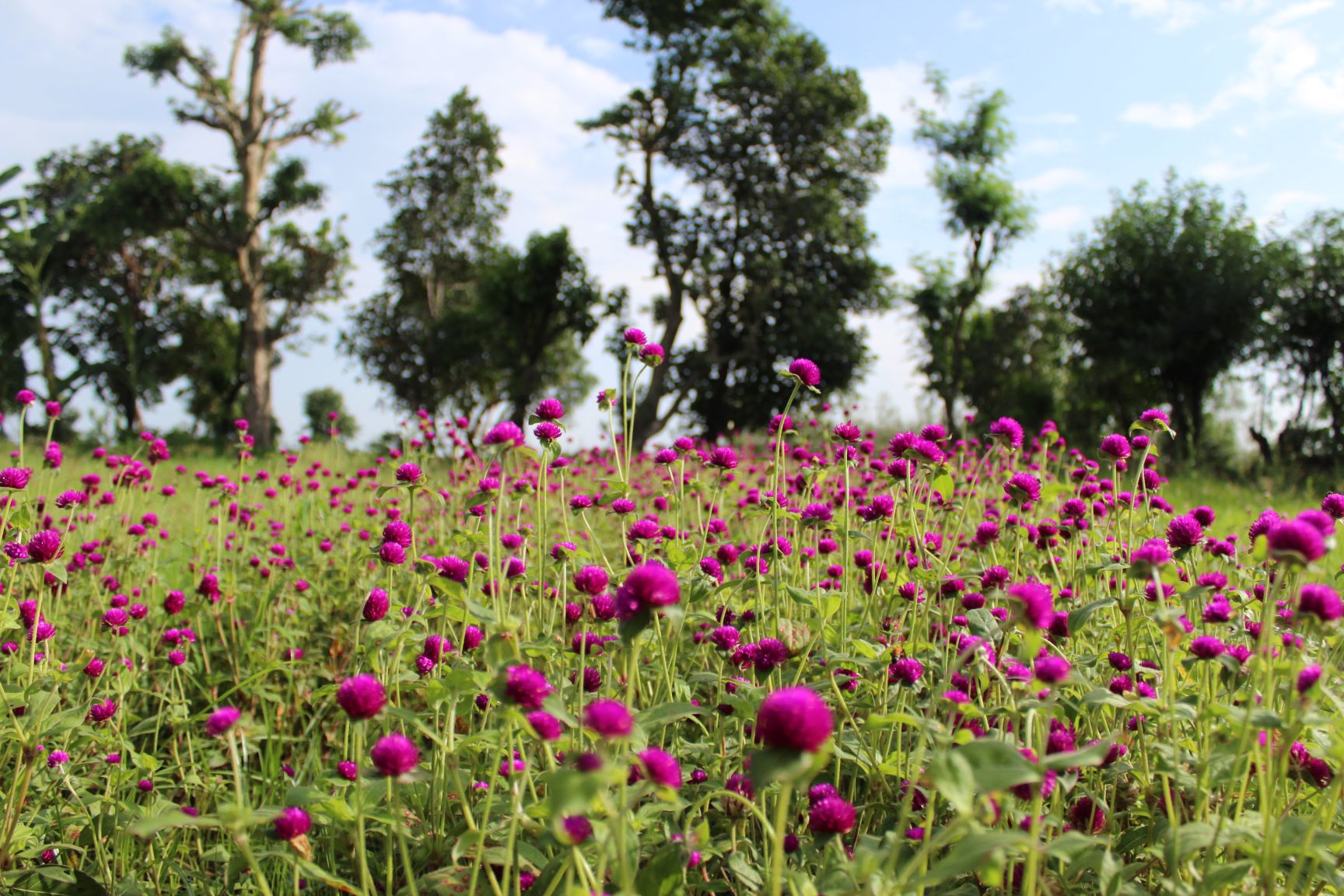 How to Grow GOMPHRENA GLOBOSA ? BloomyBliss