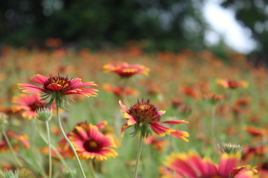Gaillardia How To Grow Gaillardia Use Of Gaillardia Flowers