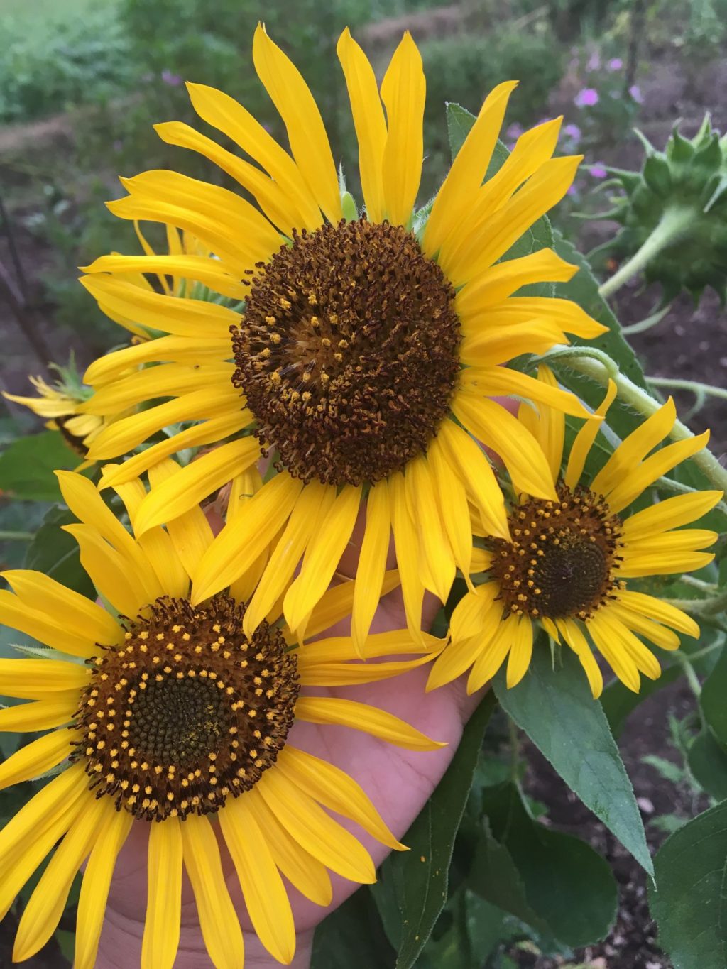 Buy Sunflower Seeds BloomyBliss