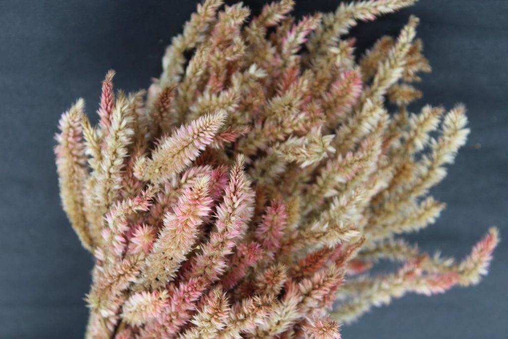 Buy 20 Dried Celosia Wheat Type Pink Shades BloomyBliss