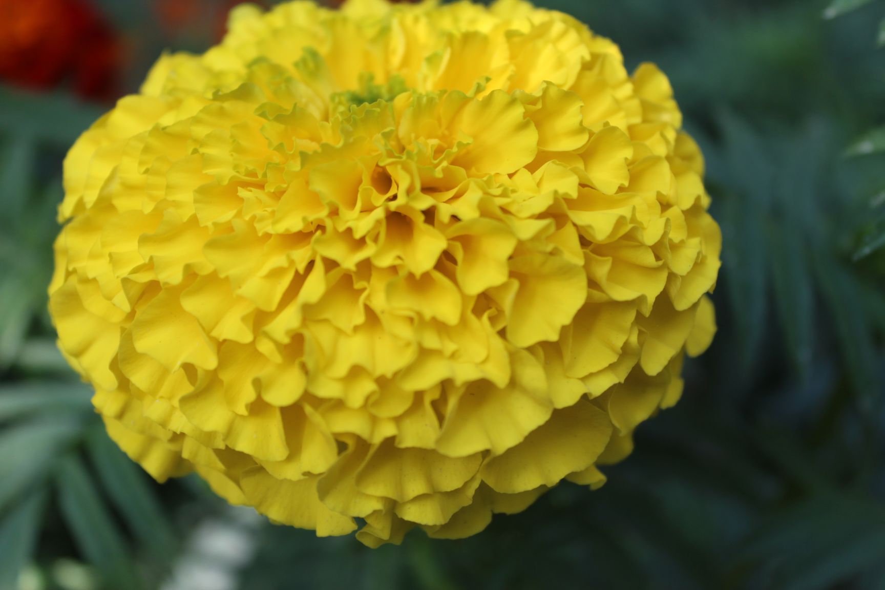 Marigold Yellow (Pusa Basanti) seeds - BloomyBliss | Organic Seeds