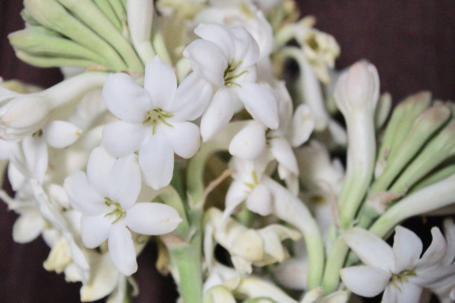 Buy Fresh Rajnigandha/Tuberose Flowers Bulk/Wholesale - BloomyBliss
