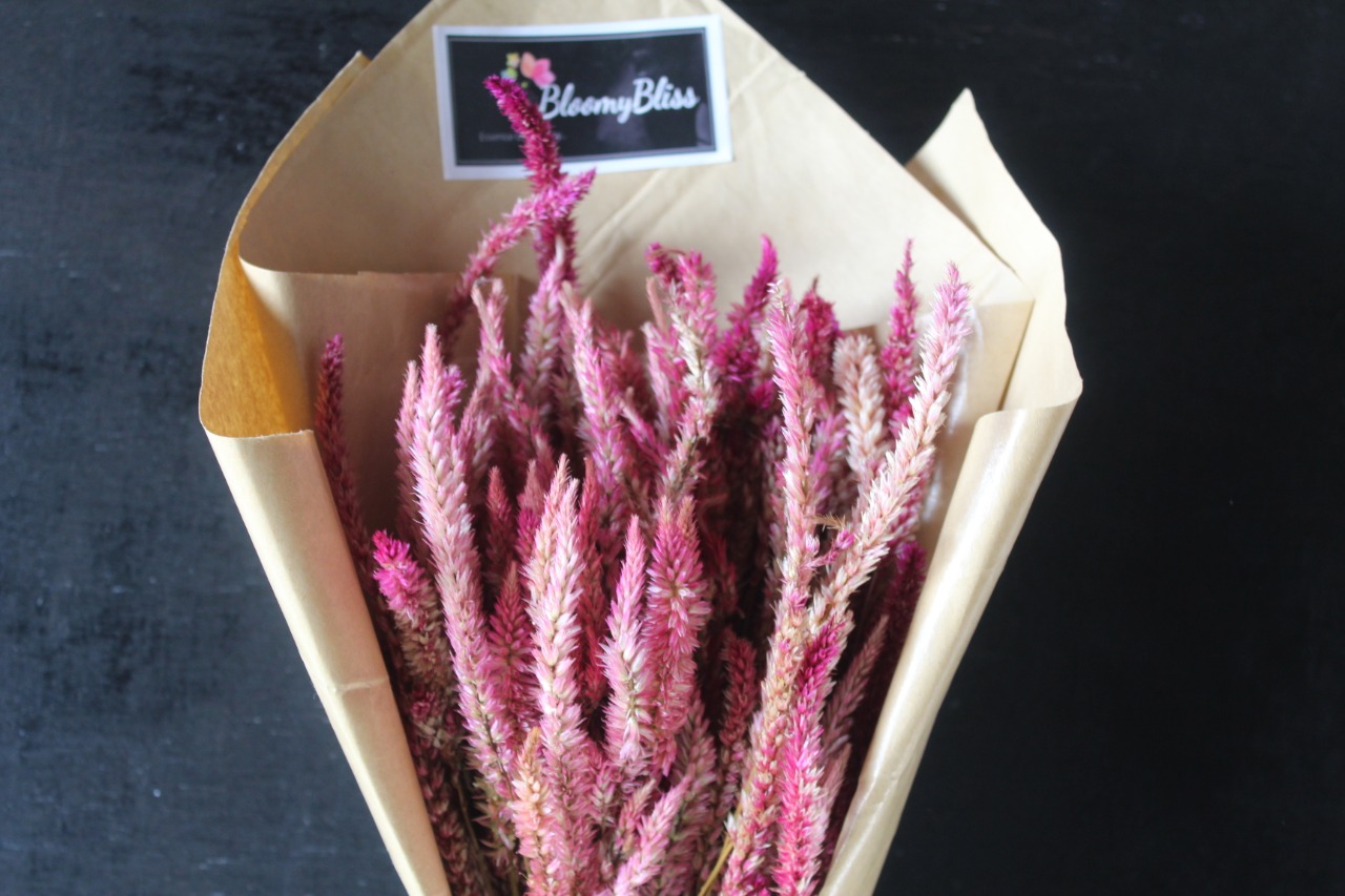 Buy Dried Pink Celosia flower bunch BloomyBliss online florist