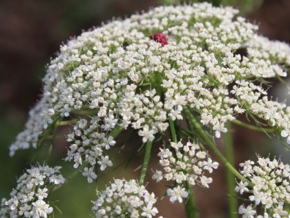 Queen Anne's lace Flower Seeds
