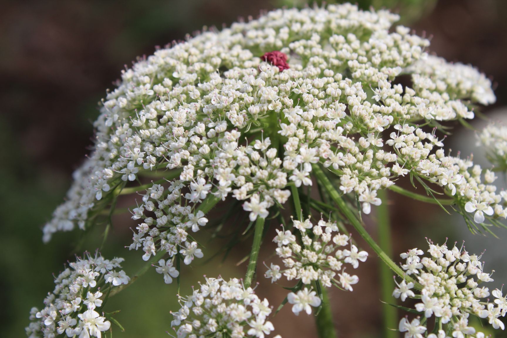 Queen Anne’s Lace Flower