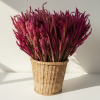 Mix Celosia Flowers