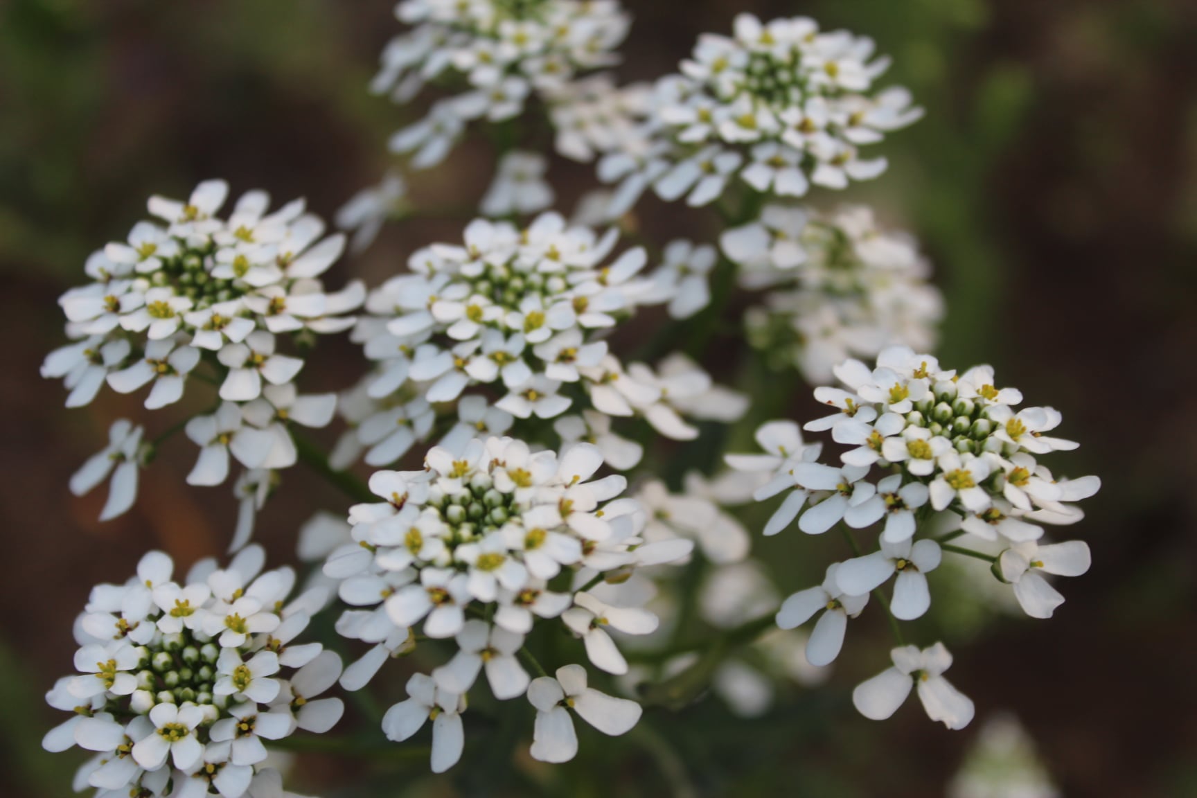 Why Candytuft Plants are Cuter Than a Kitten