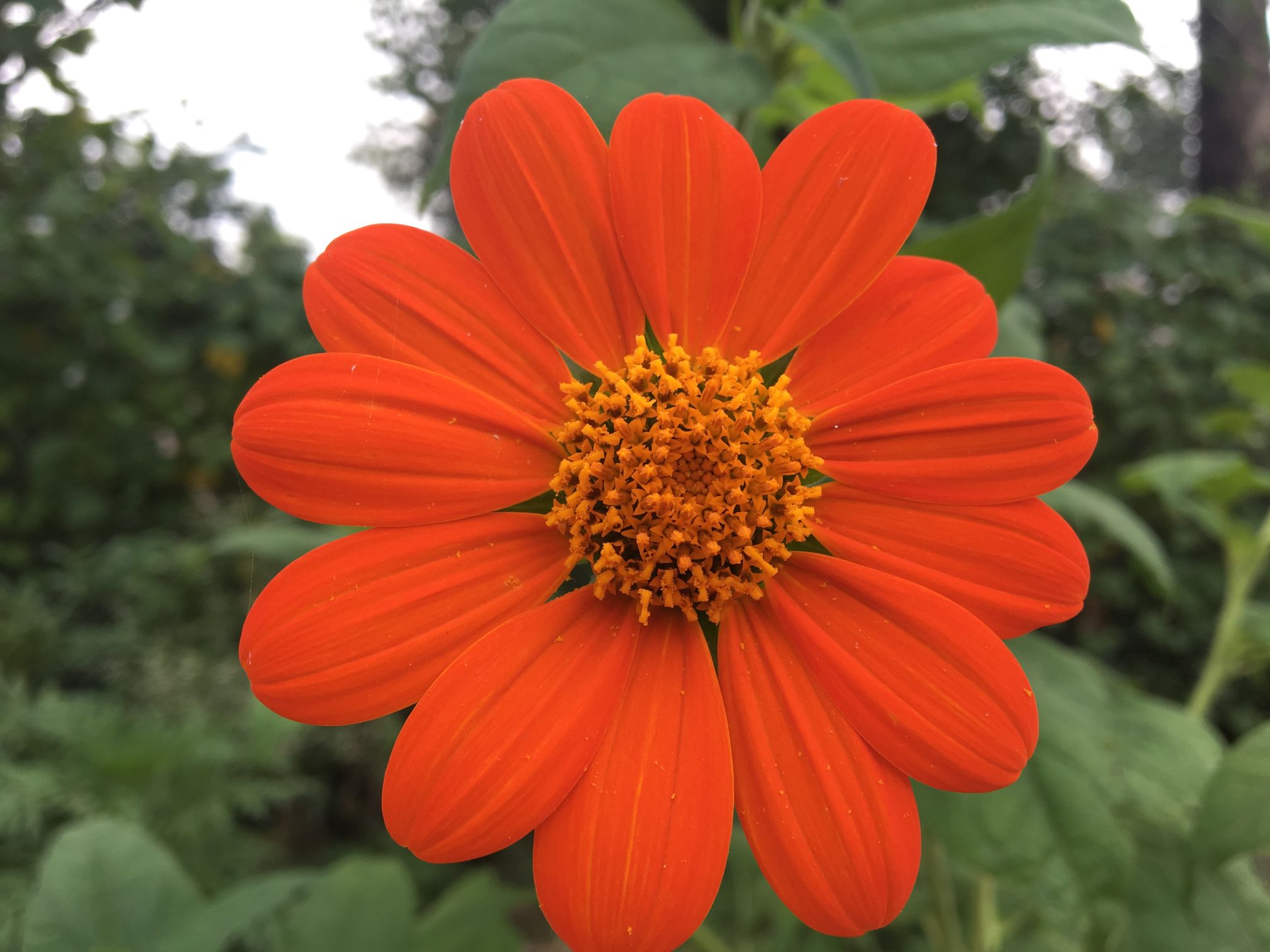 Tithonia