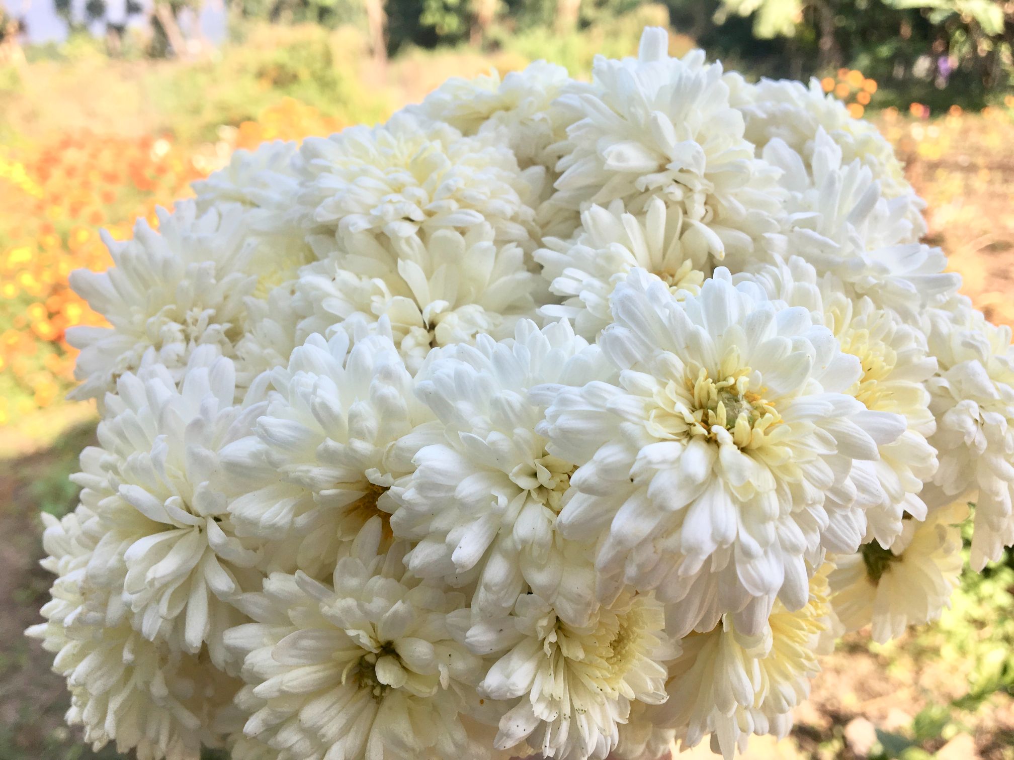 Buy Fresh White Chrysanthemum Flowers Bulk/Wholesale