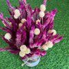 celosia-gomphrena-dried-flowers-bunch