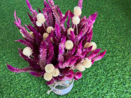 celosia-gomphrena-dried-flowers-bunch