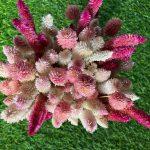 pink-blush-dried-flowers-bunch
