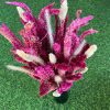 dried-celosia-flowers-bunny-tails-bunch