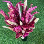 dried-celosia-flowers-bunny-tails-bunch