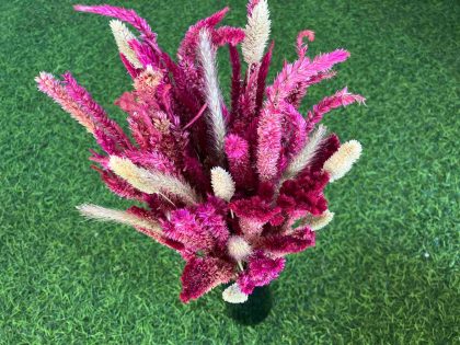 dried-celosia-flowers-bunny-tails-bunch
