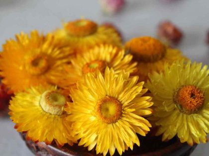 Yellow Dried Strawflowers