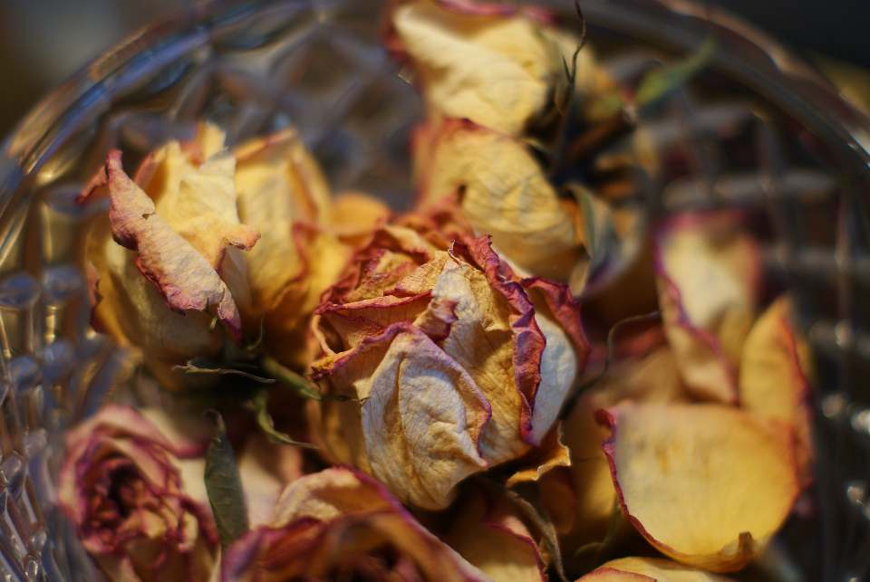 Rose Skin and Hair benefits for natural beauty