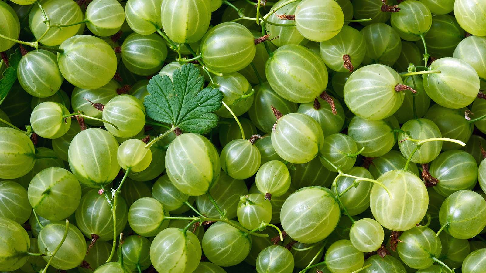 Benefits of Gooseberry for Health and Beauty