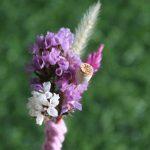 pink-natural-dried-flowers-boutonniere-for-wedding