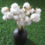 cotton-dried-flower-bunch