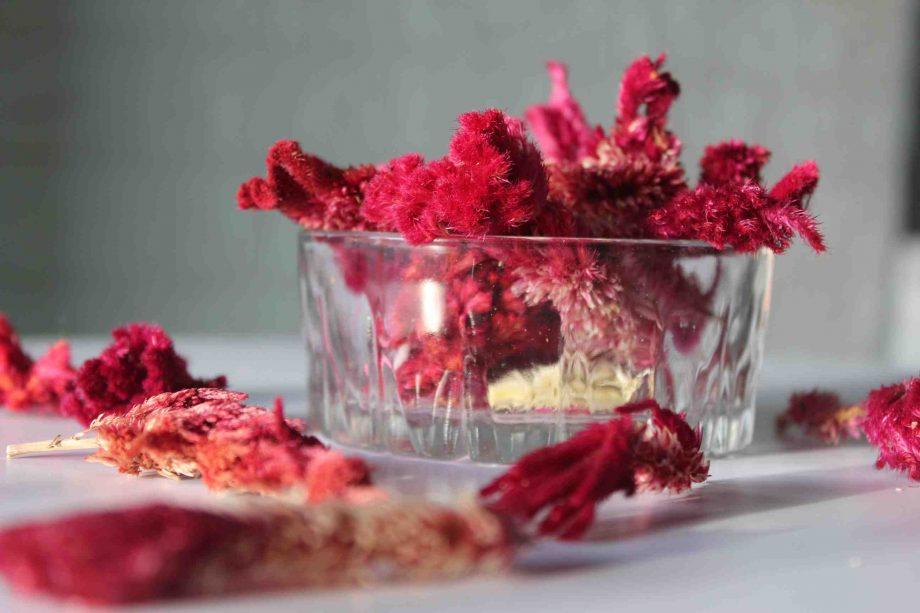 Buy Dried Cockscomb heads - BloomyBliss