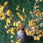 yellow-dried-button-chrysanthemum-bunch