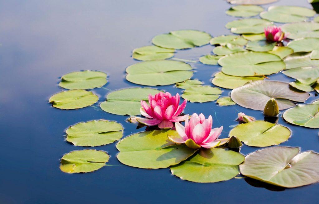 best flowers to grow in Spring