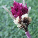 burgundy-white-dried-flowers-boutonniere-for-wedding