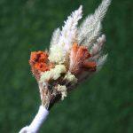 orange-white-natural-dried-flowers-boutonniere-for-wedding