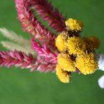 yellow-maroon-natural-dried-flowers-boutonniere-for-wedding