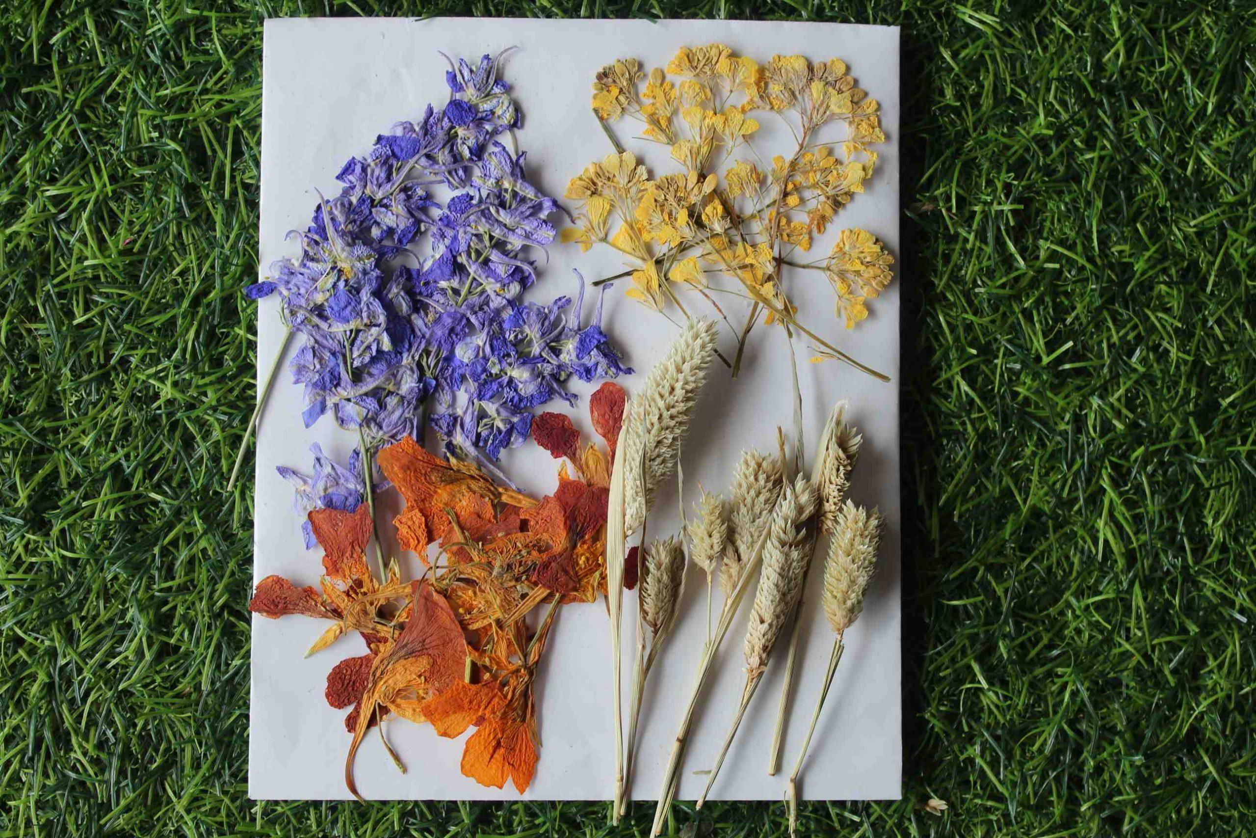 Dried Flowers For Resin Art at Rs 170/pack