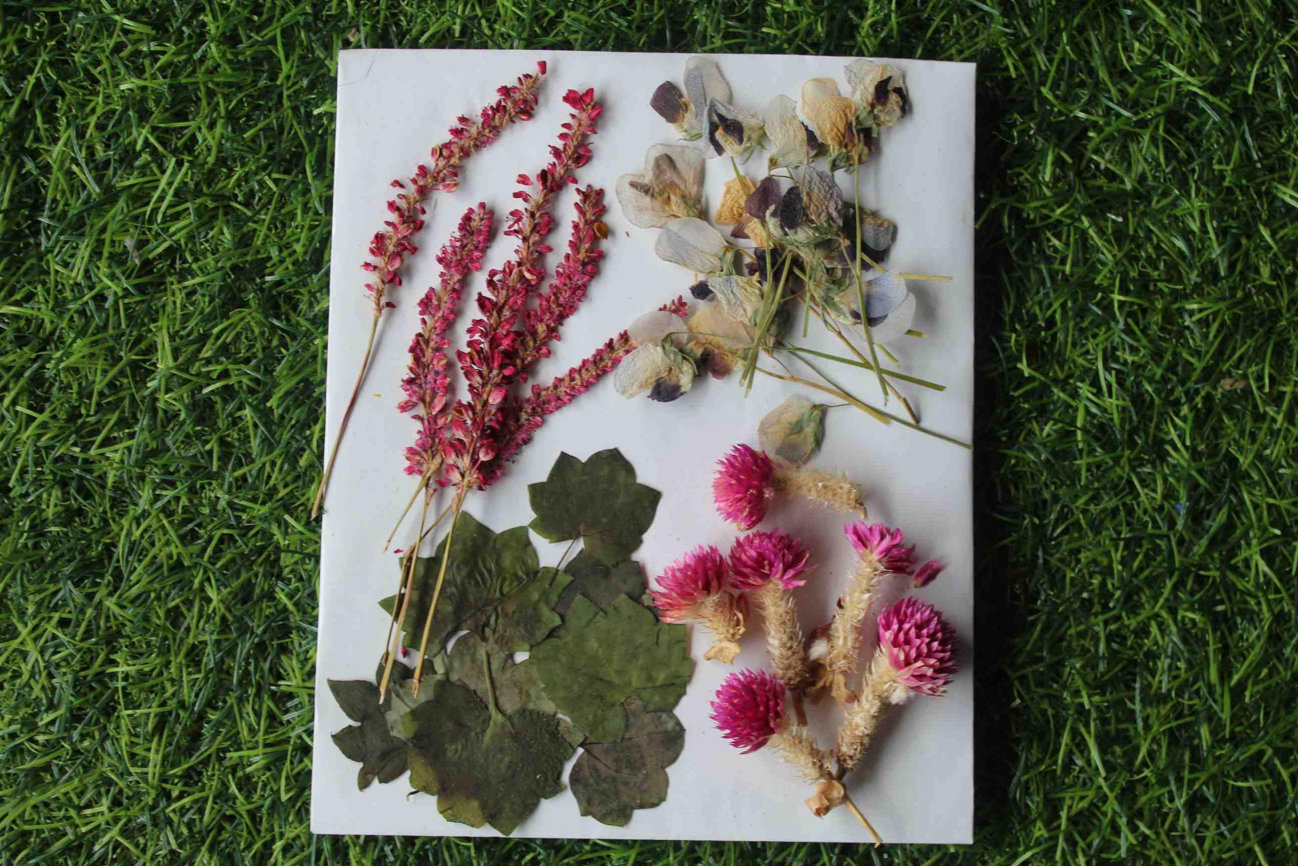 Buy Dried Calendula flowers - BloomyBliss online flower shop