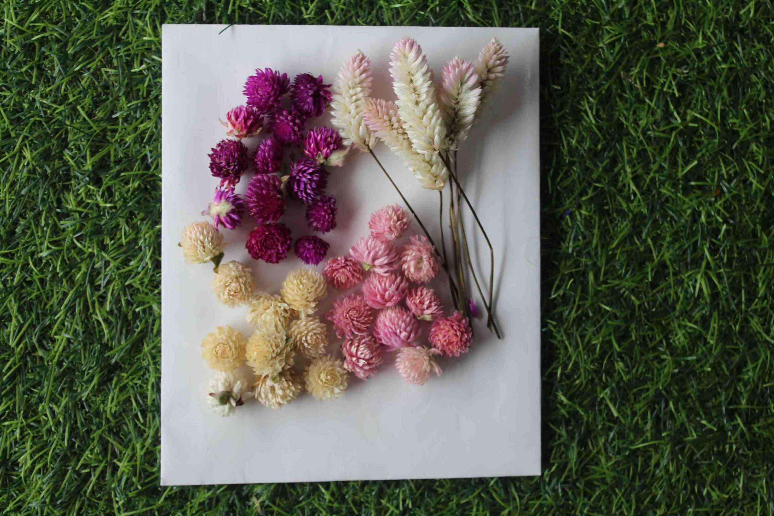 Buy Set of 20 Dried flowers For Resin Art - BloomyBliss