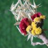 maroon-cream-natural-dried-flowers-boutonniere-for-wedding