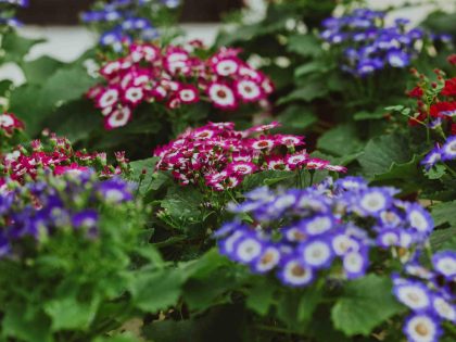 Mix Cineraria Flowers Seeds