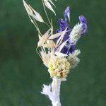 violet-off-white-natural-dried-flowers-boutonniere-for-wedding