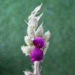 purple-green-natural-dried-flowers-boutonniere