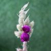 purple-green-natural-dried-flowers-boutonniere
