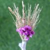 pink-brown-natural-dried-flowers-boutonniere
