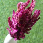dried-burgundy-celosia-flower-bunch