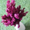 dried-dark-burgundy-celosia-flower-bunch