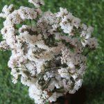 dried-white-statice-flower-bunch