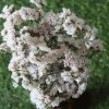 dried-white-statice-flower-bunch