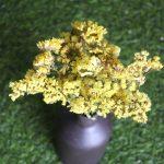 dried-yellow-statice-flower-bunch